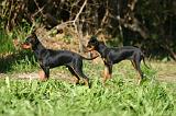 PINSCHER NAIN 180